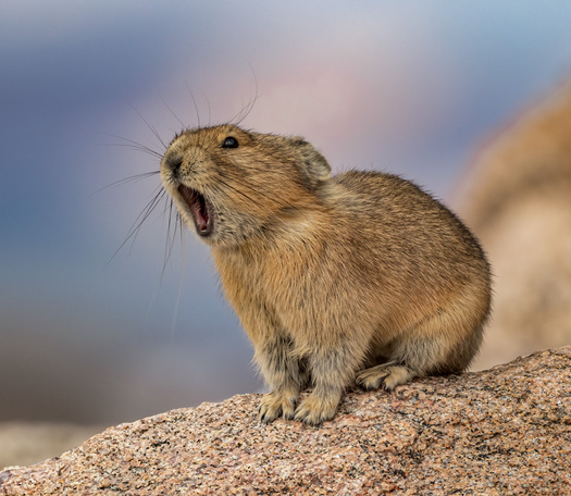 Chirping Pika
