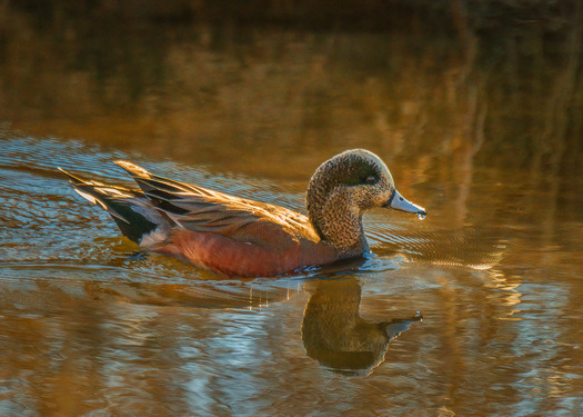 American Wigeon