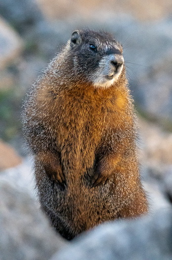 Yellow-bellied Marmot