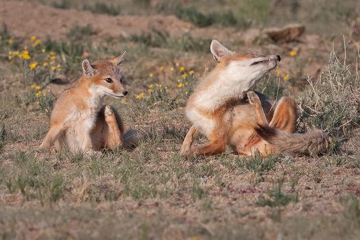Swift foxes scratching itches