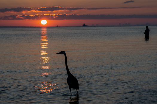 wading bird and fisherman at sunrise or sunset