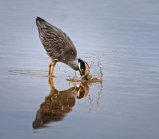 Yellow-crowned Night Heron