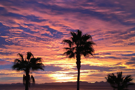 Palm trees and sunrise or sunset