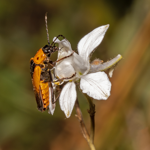 Beetle on a flower
