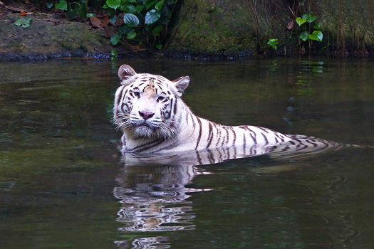 White tiger in water