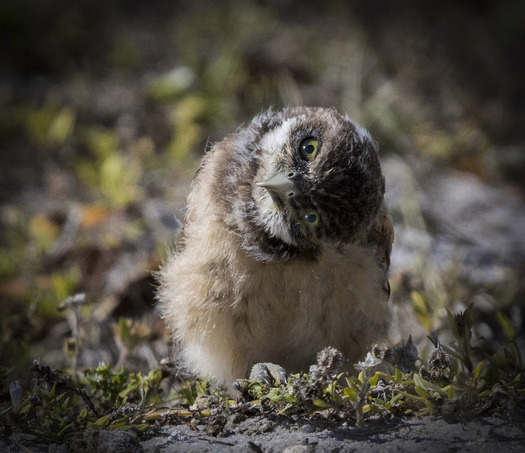 Burrowing Owl tilting its head