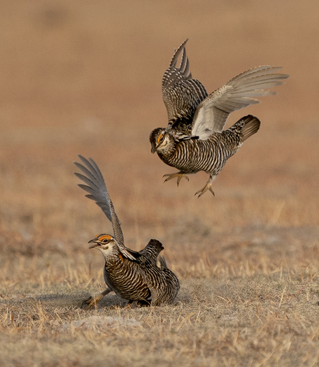 Male Greater Prairie-Chickens