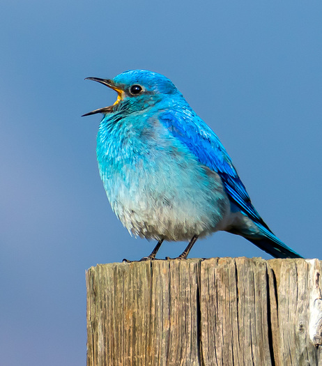Singing Mountain Bluebird