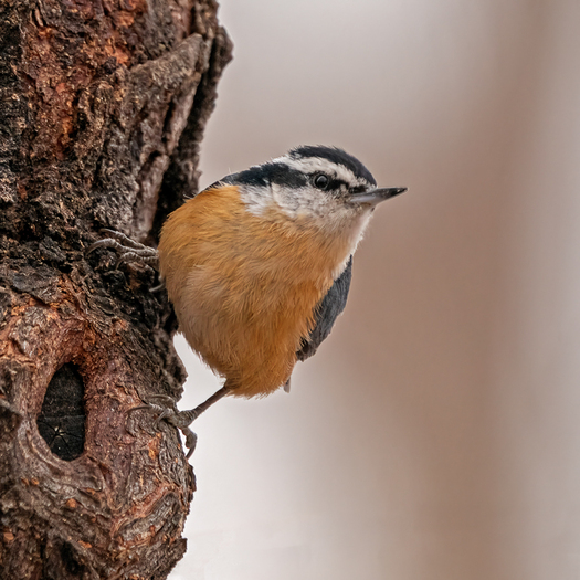 Red-breasted Nuthatch