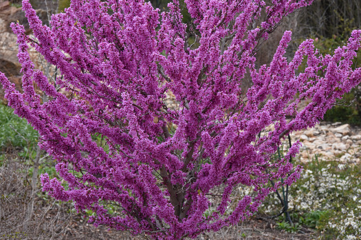 Purple Flowers on Tree or Shrub