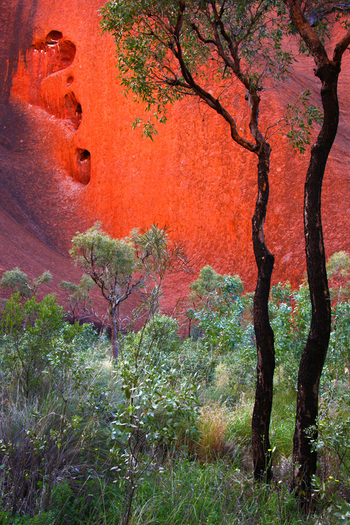 Plants in front of red rock
