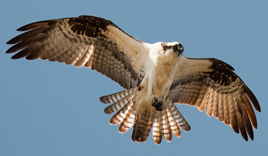 Osprey in Flight