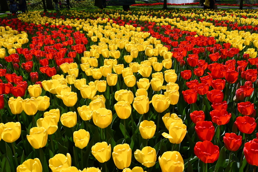 Field of Tulips