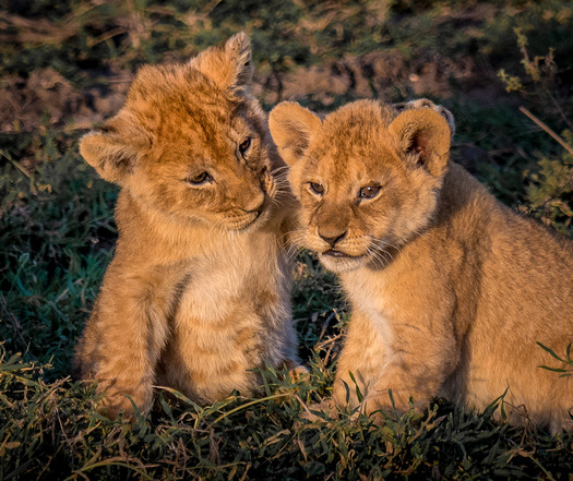 Lion Cubs