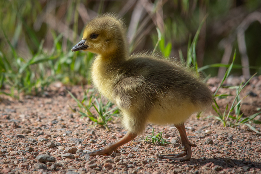 Gosling