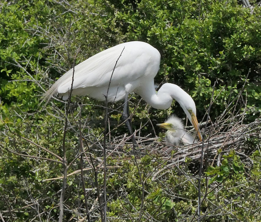 Egret Chick and Parent