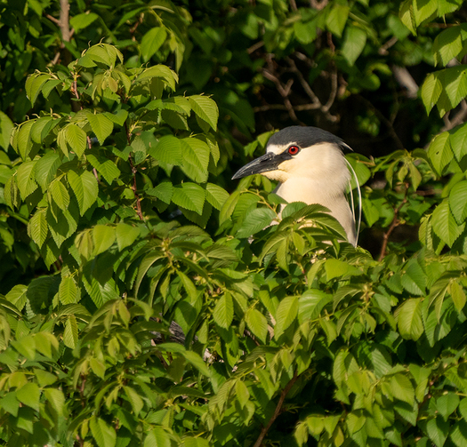 Black-crowned Night-Heron