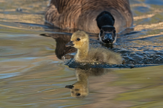 Gosling and Adult Goose