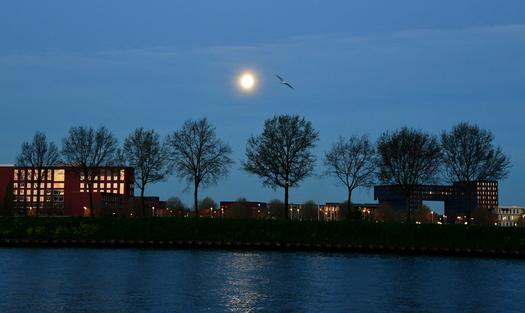 Canal with Buildings Trees and Gull in Background