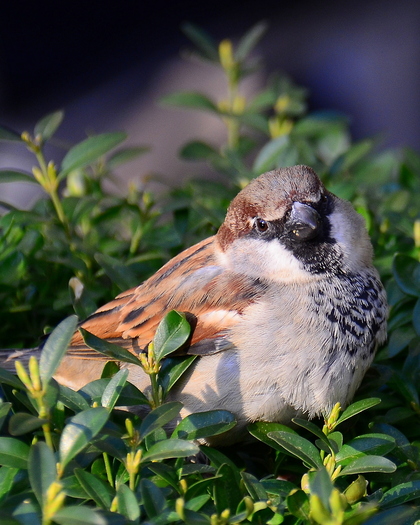 Songbird