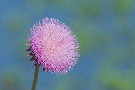 Purple Flower