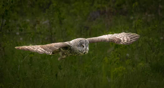Great Grey Owl