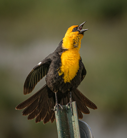 Yellow-headed Blackbird