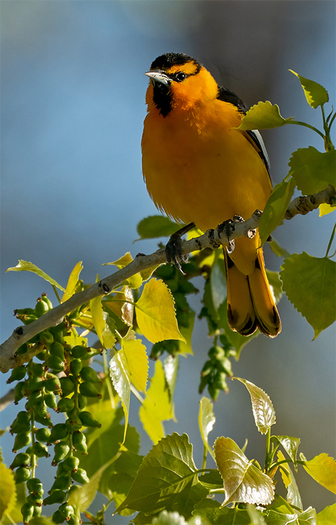 Bullock's Oriole