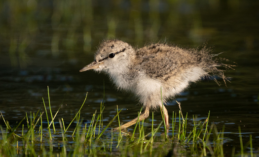 Spotted Sandpiper Chick