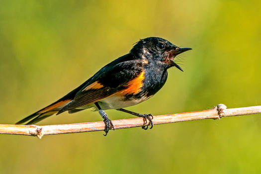 American Redstart