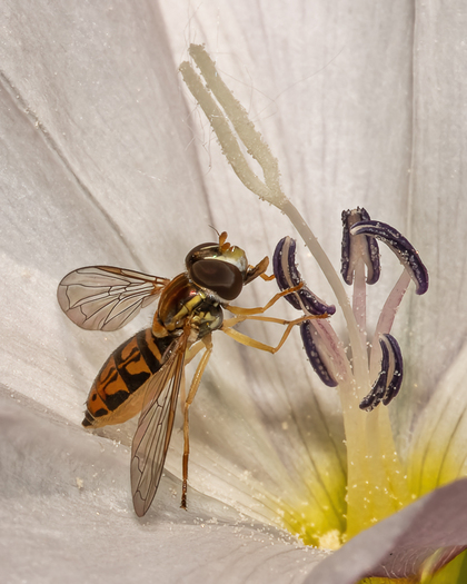 Small Fly on Bindweed Flower