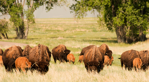 Bison Herd