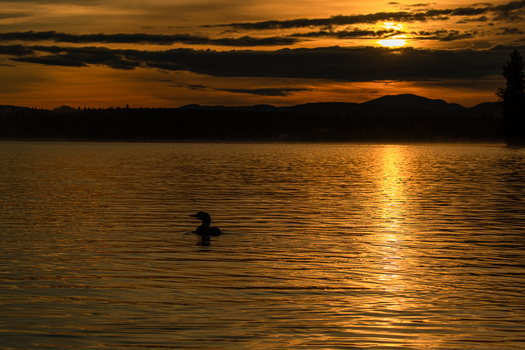 Loon on Lake