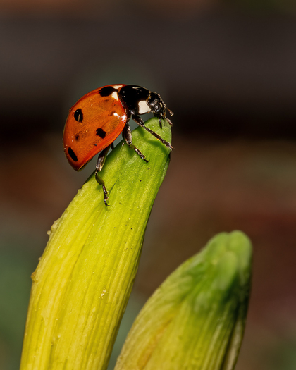 Seven-spotted Lady Beetle on a Day Lily Bud