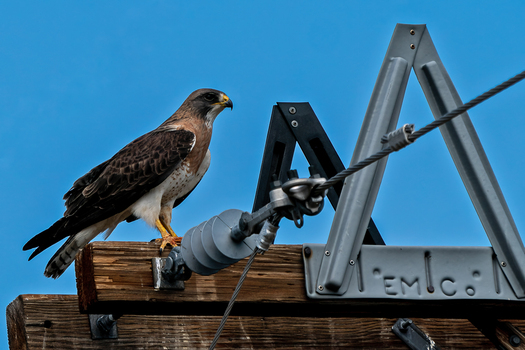 Swainson's Hawk on a Utility Pole