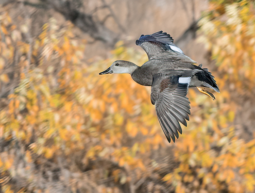 Gadwall in Flight