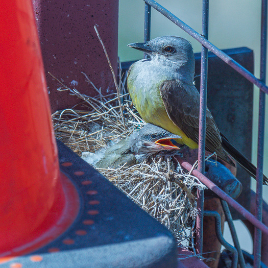 Western Kingbird