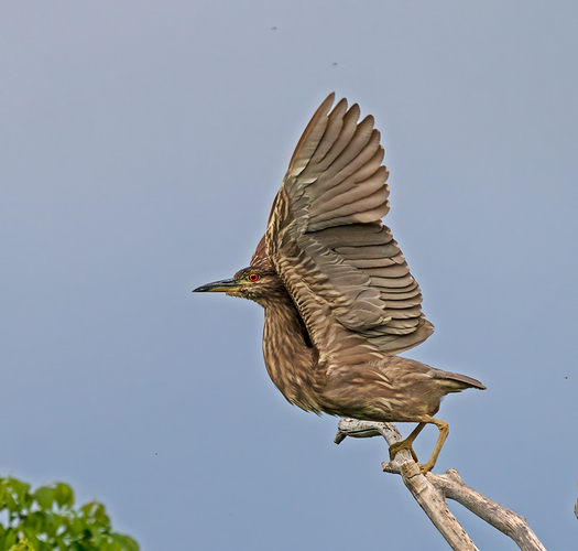 Juvenile Black-crowned Night Heron about to Take Off