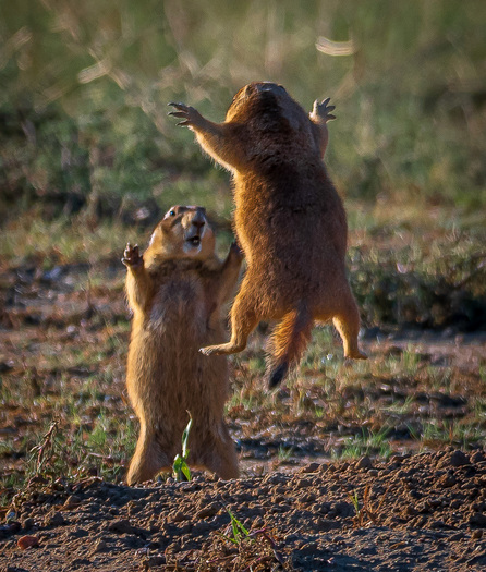 Fighting Prairie dogs