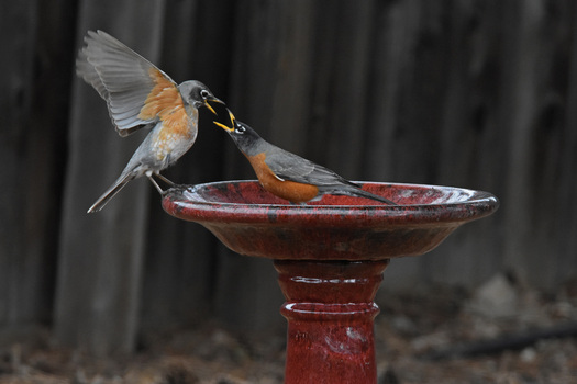 Robins at a Birdbath