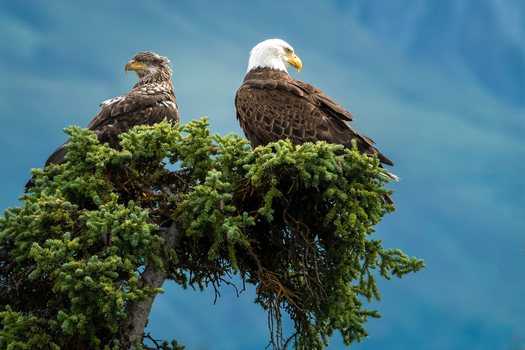 Two Bald Eagles