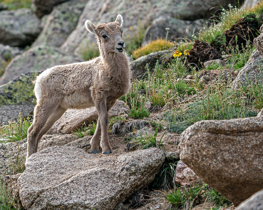 Bighorn Lamb