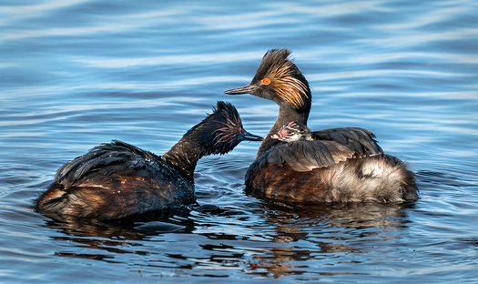 Eared Grebes