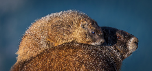 Yellow-bellied Marmots