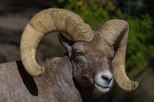 bighorn ram
