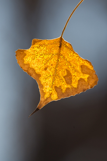colorful leaf