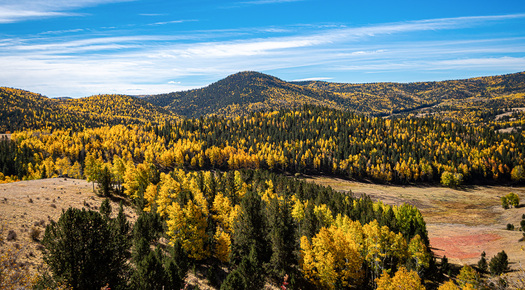 fall foliage