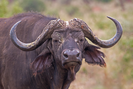 cape buffalo