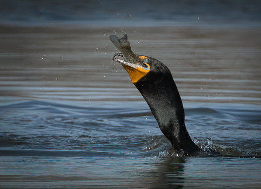 cormornat swallowing a fish