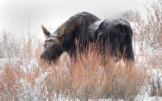 moose in snow